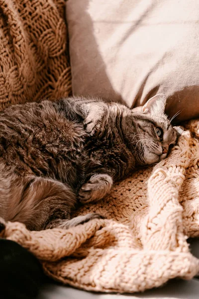 Fluffy Bruine Grijze Kat Gele Deken Bank Neem Een Zonnebad — Stockfoto