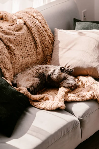 Flauschige Braune Graue Katze Auf Der Gelben Decke Auf Der — Stockfoto