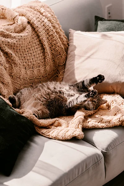 Fluffy Brown Grey Cat Yellow Blanket Couch Taking Sun Bath — Stock Photo, Image
