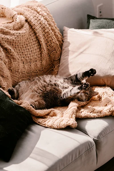 Fluffy Bruine Grijze Kat Gele Deken Bank Neem Een Zonnebad — Stockfoto