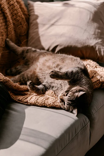 毛绒绒的灰猫躺在沙发上的黄色毛毯上 洗日光浴自我隔离 阳光直射享受阳光吧织毛毯明亮的颜色 快乐的猫咪享受生活 呆在家里春天的时间 — 图库照片