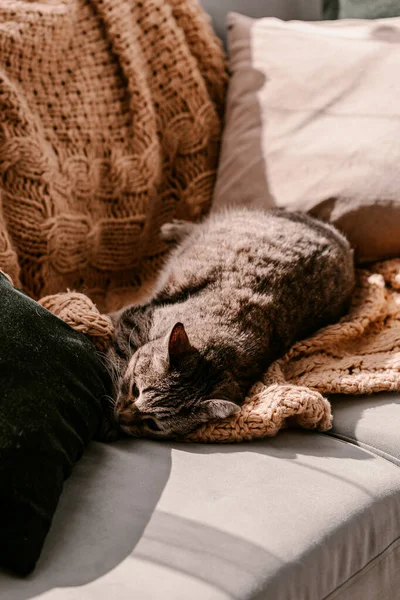 Fluffy Bruine Grijze Kat Gele Deken Bank Neem Een Zonnebad — Stockfoto