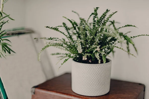 Home plants in ceramic pots. Home jungles. Refresh the air. Green life. White ceramic pot. Home interior design. White and brown colors. Humidifier in the living room. Fresh air in apartment.