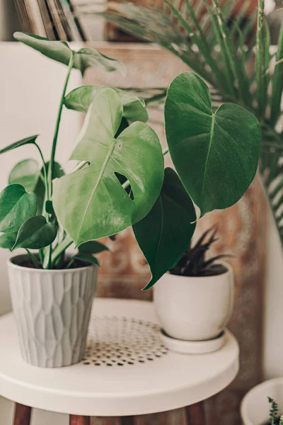 Hogar Planta Cielo Plantas Verdes Salón Boho Planta Monstera Flores — Foto de Stock