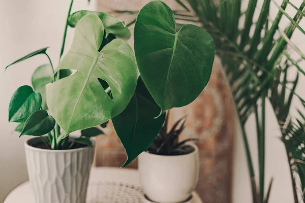 Home plant heaven. Green plants in living room. Cactus, succulent plants. Tropical, dessert flowers. Bohemian lifestyle. Selected focus. Home garden hobby. Orange, sand, green colors.