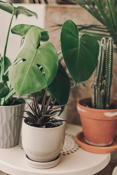 Hogar Planta Cielo Plantas Verdes Sala Estar Cactus Plantas Suculentas — Foto de Stock