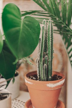 Ev bitkisi cenneti. Boho salonundaki yeşil bitkiler. Canavar, kaktüs, sulu bitkiler. Tropik, tatlı çiçekleri. Bohem yaşam tarzı. Seramik kaplar. Ev bahçesi hobisi. Turuncu, kum, yeşil renkler.