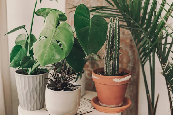 Home Plant Heaven Green Plants Boho Living Room Monstera Cactus — Stock Photo, Image