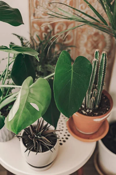 Hogar Planta Cielo Plantas Verdes Salón Boho Monstera Cactus Plantas — Foto de Stock