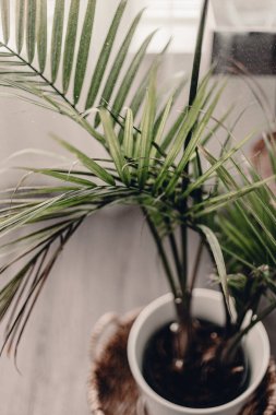 Ev bitkileri. Yeşil bitkilerle ilgileniyorum. Hasır sepette büyük yeşil bir avuç içi. Yapraklara su serpmek. Bitkiye su verin. Bitki kabındaki nemli toprak. Oturma odasına avuç içi ekin. Su damlası.