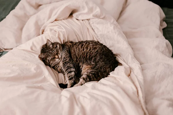 Fluffy Brown Grey Cat Het Beige Linnen Dekbed Cat Slaapt — Stockfoto