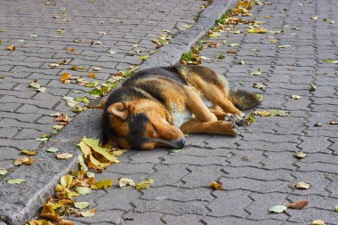 Evsiz köpek kaldırımda uyuyor. Düşen yaprakların arka planında