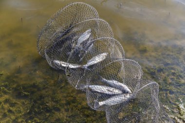  Balık dolu kirli su kovası.
