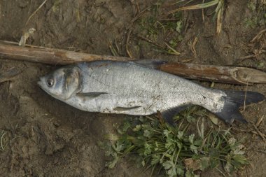 Balık dolu kirli su kovası.