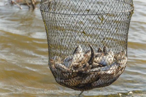  Balık dolu kirli su kovası.