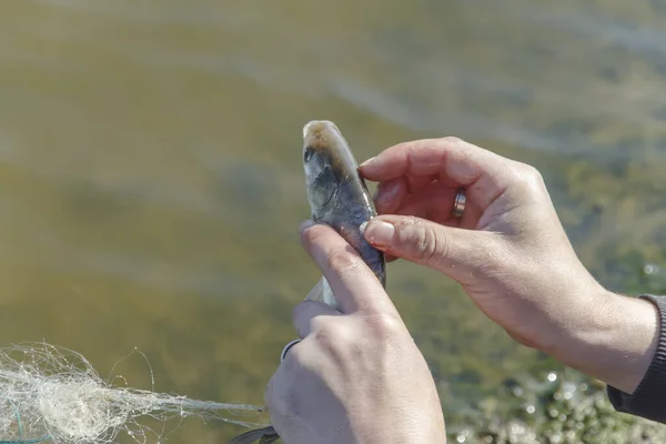  Balık dolu kirli su kovası.