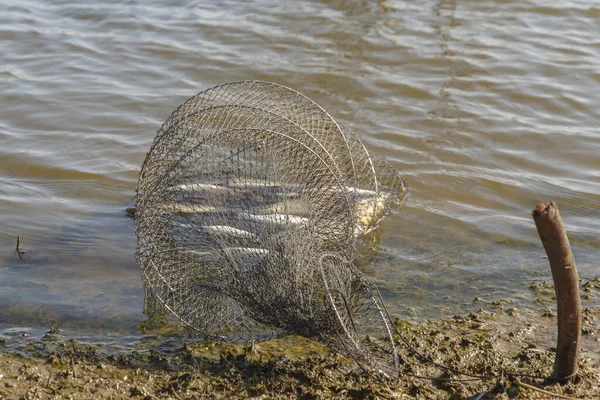 dirty water bucket full of fish