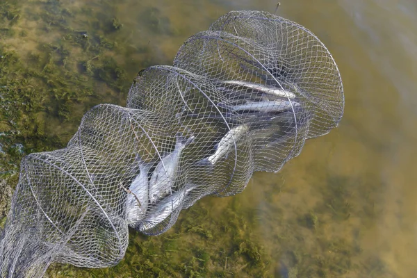  Balık dolu kirli su kovası.