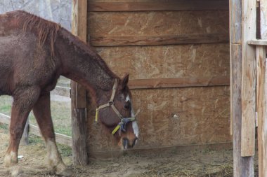  Kahverengi at ahıra giriyor.