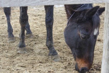 Pis at yüzünü kuma doğru eğdi. 