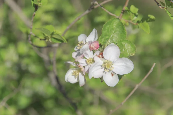 Красивый Цветущий Весенний Цветок Ветке Яблони — стоковое фото