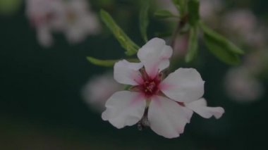 güzel çiçek rengi soluk pembe yakın plan