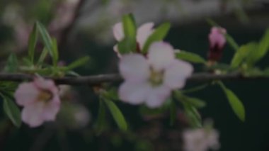 Soluk pembe renkli güzel çiçekleri olan bir dal.