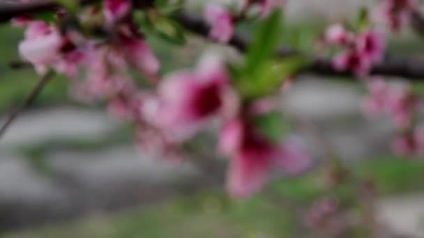 Ein Zweig Mit Zwei Blühenden Pfirsichrosa Blüten Die Vom Wind — Stockvideo