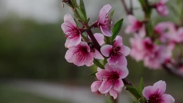 満開の桃のピンク色の花を背景に風に吹かれながら枝を広げ — ストック動画