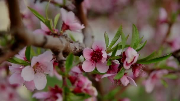 Δέντρο Γεμάτο Από Ανθισμένα Όμορφα Ροζ Λουλούδια Ροδάκινο Ένα Θολό — Αρχείο Βίντεο