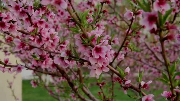 Árvore Cheia Flores Cor Rosa Pêssego Bonito Florescendo Fundo Borrado — Vídeo de Stock