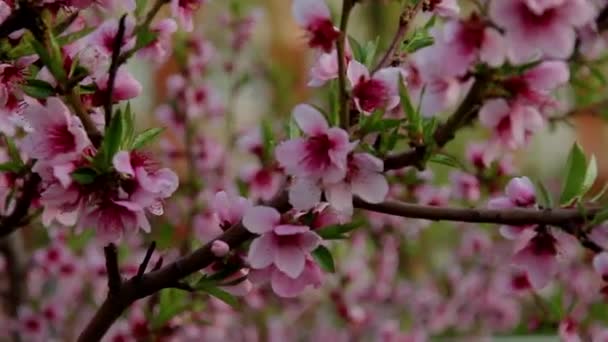 Δέντρο Γεμάτο Από Ανθισμένα Όμορφα Ροδακινί Ροζ Λουλούδια — Αρχείο Βίντεο