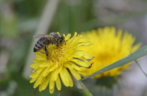 Bee Collecting Pollen Spring Yellow Dandelion Close Blurred Background — Stock Photo, Image
