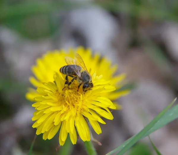 Bee Collecting Pollen Spring Dandelion Close Blurred Background — Stock Photo, Image