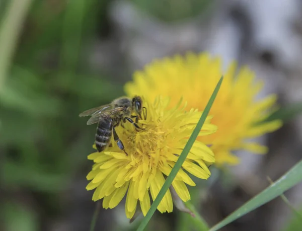 Bee Yellow Dandelion Close Blurred Background — Stock Photo, Image