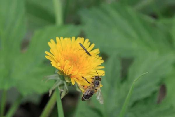 Small Bug Bee Close Yellow Dandelion Blurred Background — Stock Photo, Image