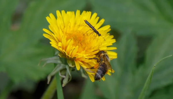 Small Bug Bee Close Spring Yellow Dandelion Blurred Background — Stock Photo, Image