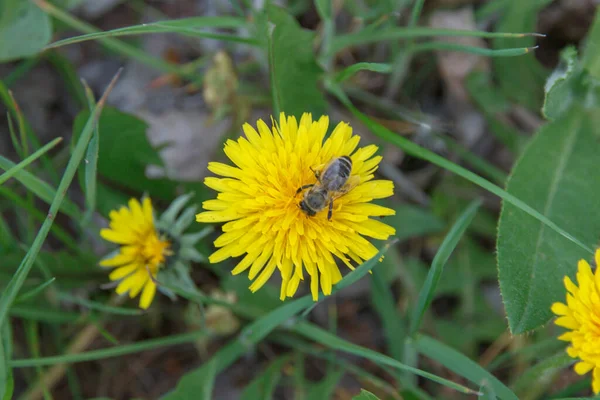 Spring Yellow Dandelion Bee Green Grass — Stock Photo, Image