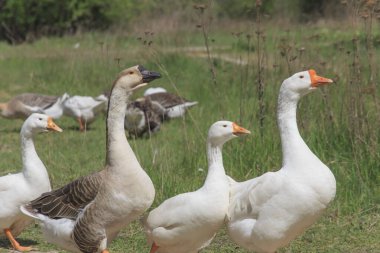 Kazlar yeşil bir çayırda yürür.