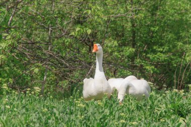 Beyaz kazlar yeşil çimlerde