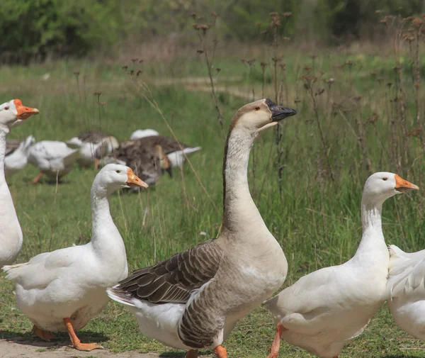Bahar yeşili çayır kazları