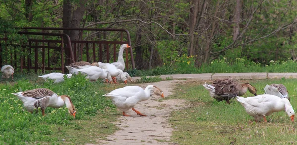 Birçok kaz yeşil bahar otlarında otlar..