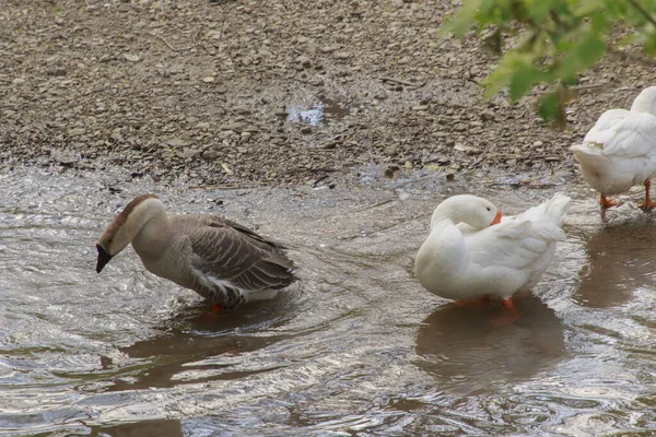  Küçük bir kaynak nehrinin kıyısında iki kaz