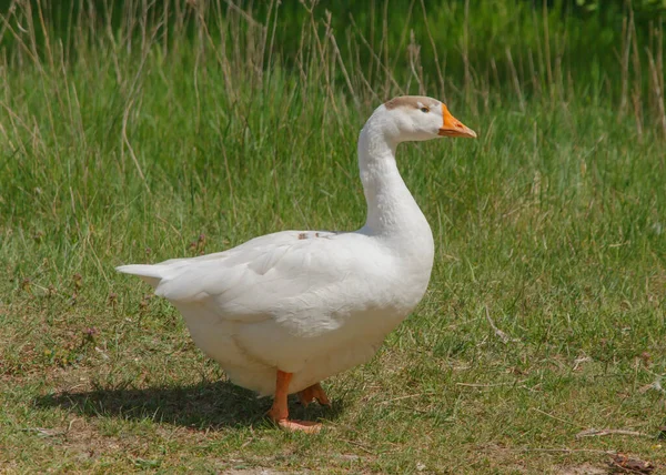 Beyaz kaz, yeşil çimlerin üzerinde..