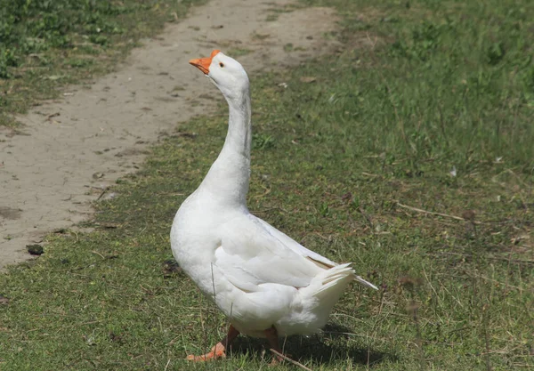 Beyaz kaz patikanın yanında