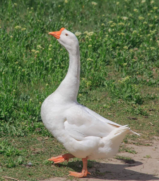 Beyaz kaz yeşil çimlerde yürür