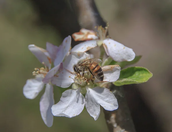 Bee Beautiful Spring Apple Flower — Stock Photo, Image