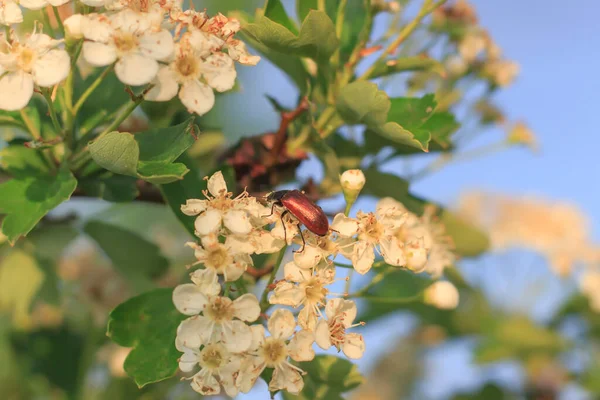 Phyllobius Oblongus Een Lenteboom Bloem Tegen Lucht — Stockfoto