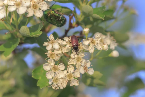 Phyllobius Oblongus Spring Tree Flower Next Green Beetle — Stock Photo, Image