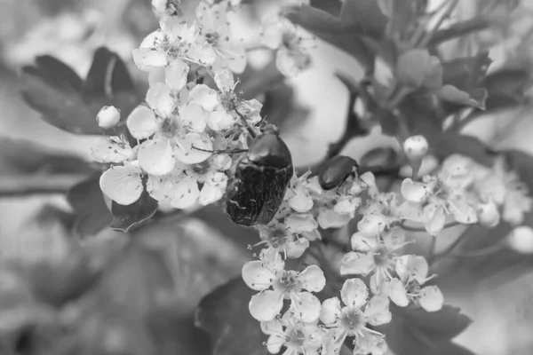 Étoniines Sur Fleurs Printanières Noir Blanc — Photo